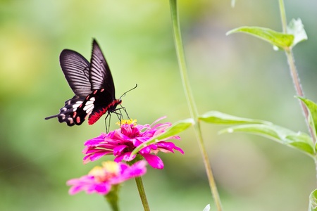Flowers with butterfliesの写真素材