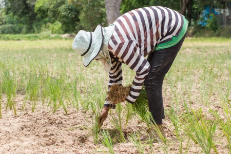 Thai farmer is transplanting rice seedlings in dry earthの写真素材