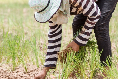 Thai farmer is transplanting rice seedlings in dry earthの写真素材
