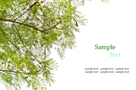 Green leaves [Leucaena leucocephala ]の写真素材