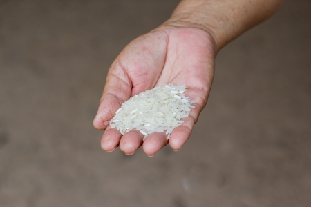 thai jasmine rice on hand.の写真素材