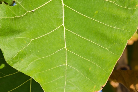 Green Teak leaf close upの写真素材