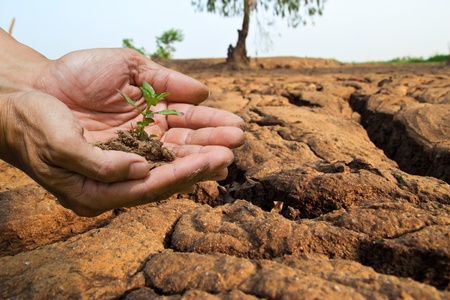 person holding  small plant [ rice ]