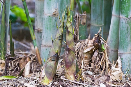 Shoot of Bambooの写真素材