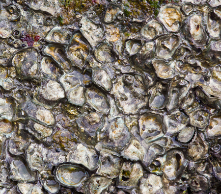 texture made of shell and stone pieces.