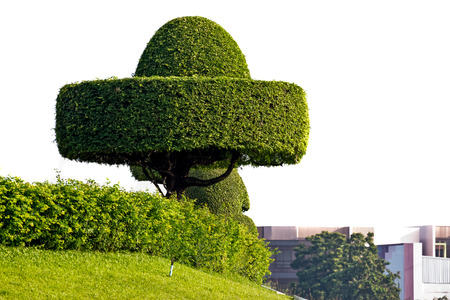 beautiful dwarfed tree for decorative gardeningの写真素材