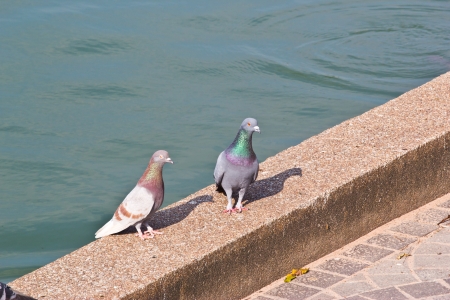 dove in gardenの写真素材