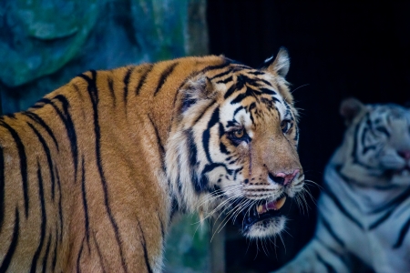 Portrait of Amur Tigersの写真素材