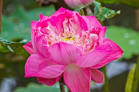 Lotus flower and Lotus flower plants , Pink lotus の写真素材
