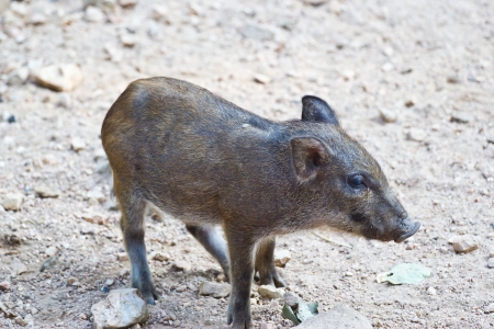 baby Wild boar standing on ground in forestの写真素材