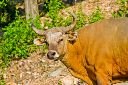Banteng or Red Bullの写真素材