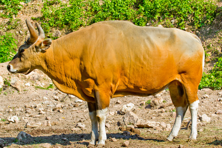 Banteng or Red Bullの写真素材