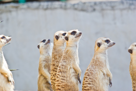 Portrait Of A Meerkat On White Backgroundの写真素材