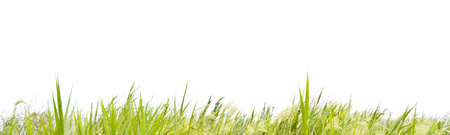 Green grass isolated on white background の写真素材