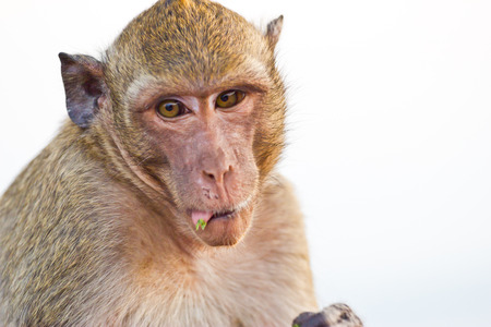 Crab-eating macaque Monkeyの写真素材
