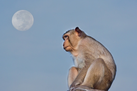 Crab-eating macaque Monkey see moonの写真素材