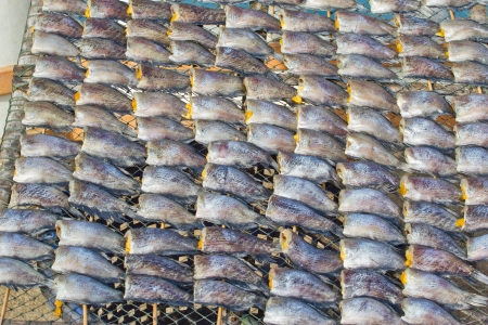 drying snakeskin gourami fishs in threshing basketの写真素材