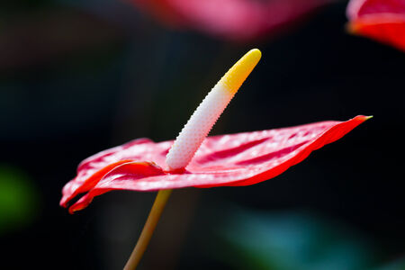 Red heart,anthurium flowerの写真素材