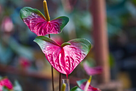 Red heart,anthurium flowerの写真素材