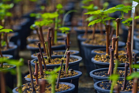 young tree of Red heart,anthurium flowerの写真素材