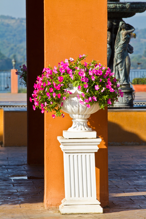 plant in big ceramic pot on a background of wallの写真素材