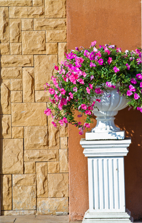 plant in big ceramic pot on a background of wallの写真素材