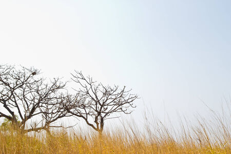 Savanna meadow and pine forest which has bended pathway as foreground.の写真素材