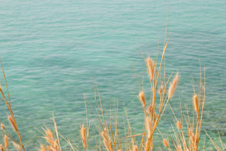 seashore grasslandの写真素材