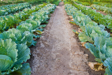 Cabbage field at thailandの写真素材