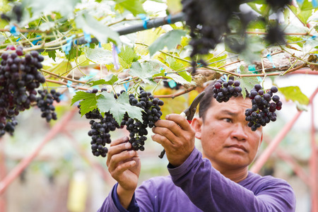Man in vineyard picking grapes at thailandのeditorial素材