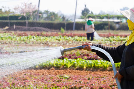 woman watering in organic vegetable gardenの写真素材