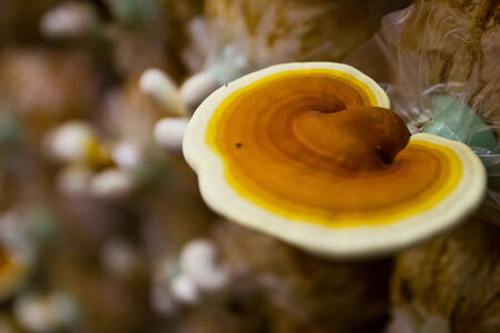 Ganoderma Lucidum growing in  farm.の写真素材