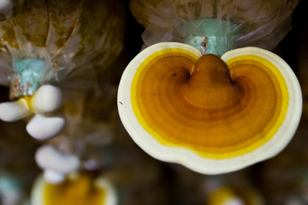 Ganoderma Lucidum growing in  farm.の写真素材