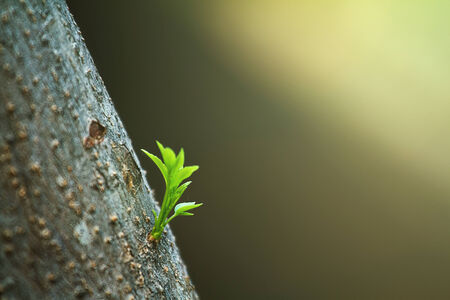 Green leaves background