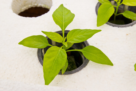 Organic vegetable farms for background 