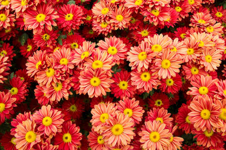 Orange chrysanthemum flowers background