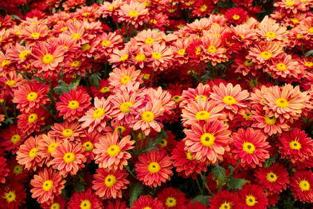 Orange chrysanthemum flowers background
