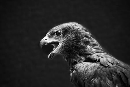 Red-tailed hawkの写真素材