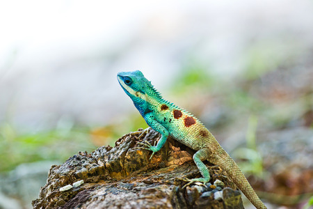 Blue iguana in the natureの写真素材