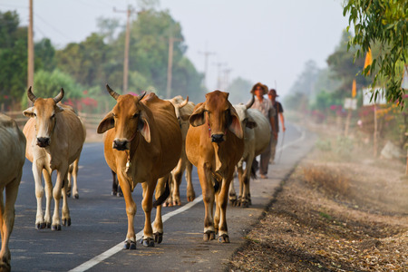 Way of life Countryside in thailandの写真素材