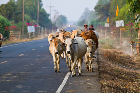Way of life Countryside in thailandの写真素材
