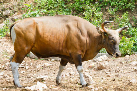 gaur in kao kheow open zoo Chonburi,Thailand.の写真素材