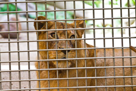 Lioness in cage staring outの写真素材