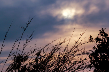grass on Mountain in Thailandの写真素材