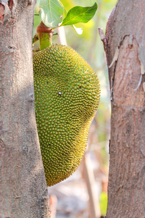 Jackfruit hanging on the tree