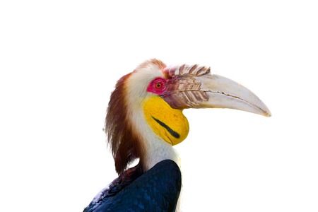 Wreathed Hornbill in the zooの写真素材
