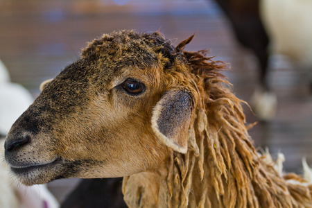 sheep in farmの写真素材