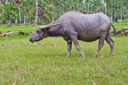 Buffalo. Buffalo calf in field, Thailand.の写真素材
