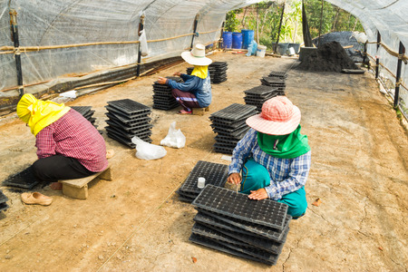 Gardeners are selected seedsのeditorial素材