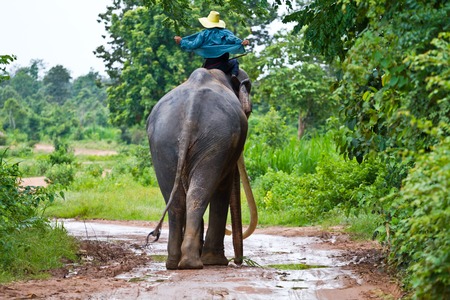 Elephants and mahouts in the morning a midst natural scenery.の写真素材